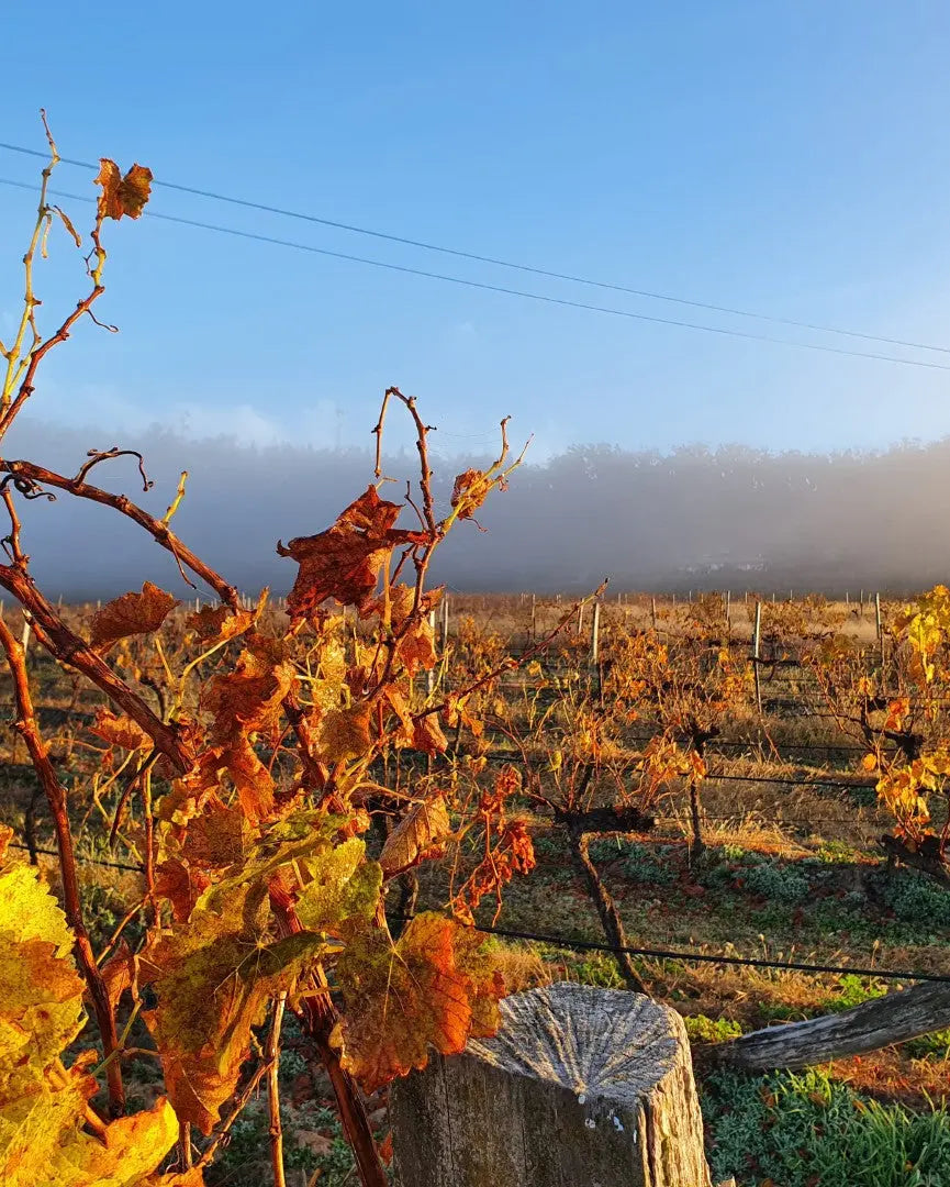 Vineyard with autumn leaves and a mountain in the background